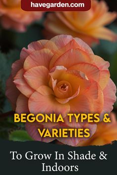 an orange rose with the words begonia types and varieties to grow in shade & indoors