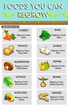 the food you can regrow chart is shown