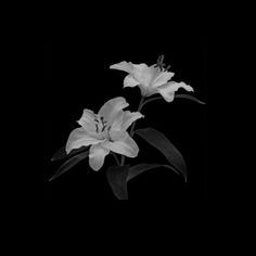 two white lilies in black and white against a dark background with space for text