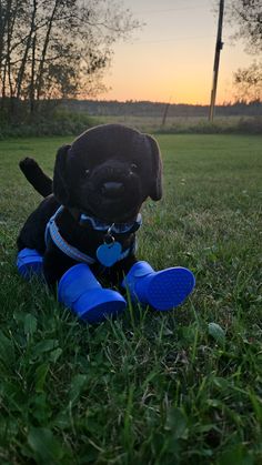 a black dog sitting in the grass with blue boots on it's feet and wearing a bandana