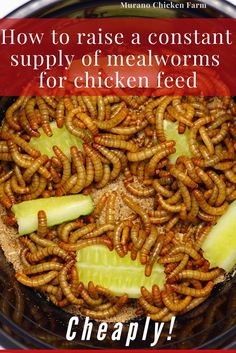 Mealworms in bowl raised at home Aesthetic Chicken Coop, Meal Worms For Chickens, Raising Mealworms, Chicken Feed Recipe, Chicken Feed Diy, Farm Life Aesthetic, Meal Worms Raising, Mealworm Farm, Aesthetic Chicken