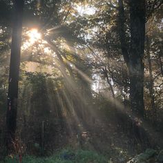 the sun is shining through the trees in the woods