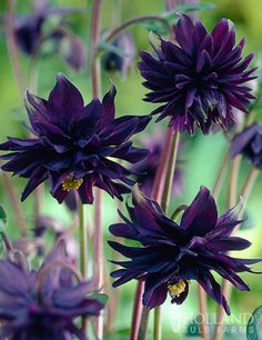 purple flowers with green leaves in the background