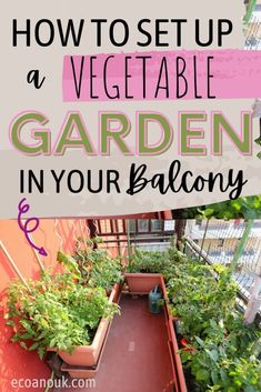 tomato plants in a balcony garden Balcony Vegetable Garden, Balcony Garden Diy, Apartment Patio Gardens, Balcony Herb Gardens, Apartment Balcony Garden, Vertical Vegetable Garden, Balcony Plants