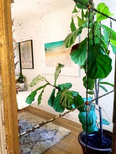 a houseplant in a blue pot on top of a wooden floor next to a white wall