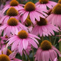 many pink flowers with yellow centers in the middle