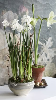 two potted plants with white flowers in them on a table next to a wall