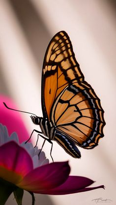 a close up of a butterfly on a flower