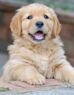 a golden retriever puppy laying on the ground with his paws crossed and looking at the camera