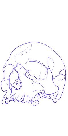 a drawing of an animal skull on a white background