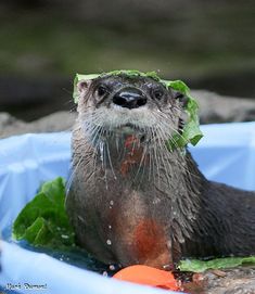 an otter in a pool with lettuce and carrots on it's head