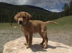 a brown dog standing on top of a large rock