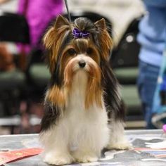 a small dog sitting on top of a table