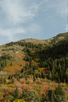 the mountain is covered in colorful trees and grass