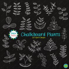 chalkboard plants are drawn on a blackboard with the words chalkboard plants written in white