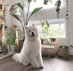 a fluffy white dog sitting on the floor next to a potted plant in front of a window