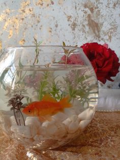 a goldfish in a bowl filled with water and rocks next to a red rose