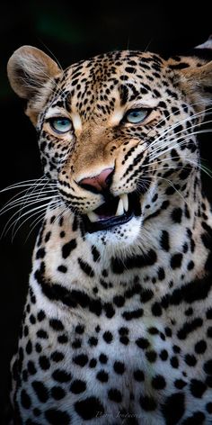 a close up of a leopard with its mouth open