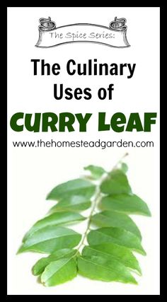 the culinary uses of curry leaf