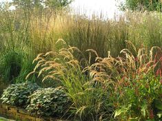 some very pretty plants in a big grassy field