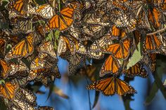 a cluster of monarch butterflies clustered together on a tree branch with blue sky in the background