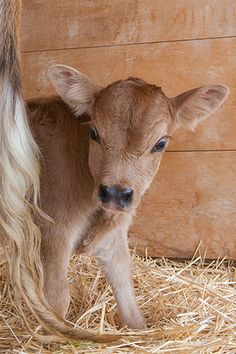 a baby calf standing in hay next to a wooden wall