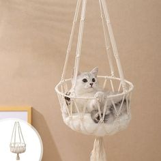 a cat is sitting in a hanging hammock