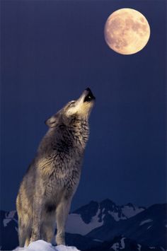 the wolf is looking up at the red moon