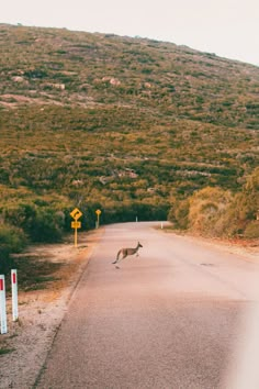 a kangaroo crossing the road in front of a hill