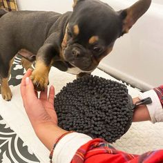 a small dog standing on top of a rug next to a person's hand