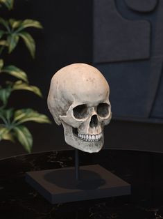 a fake skull sitting on top of a black table next to a potted plant