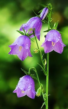 purple flowers with water droplets on them