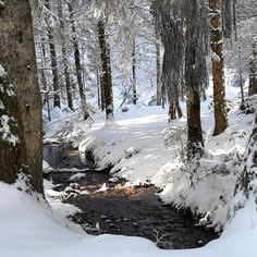 a stream running through a snow covered forest