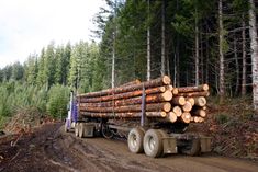 a large truck hauling logs down a dirt road