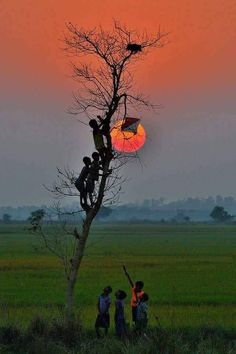 three children are climbing up a tree at sunset