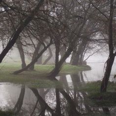 trees are reflected in the water on a foggy, dreary day at a park