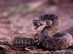 a snake with its mouth open on the ground