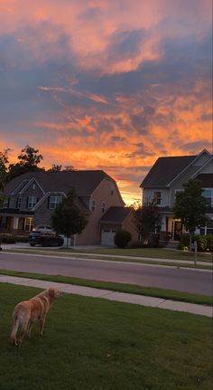 a dog standing on top of a lush green field next to a street at sunset