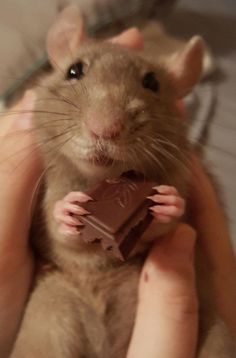 a person holding a mouse with a chocolate bar in their hand