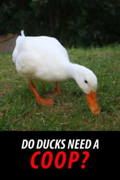 a white duck with an orange beak standing in the grass next to a black and red sign that says, do ducks need a cop?