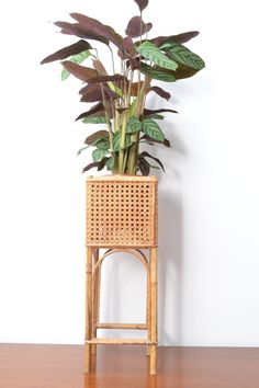 a plant in a wicker basket on a wooden table