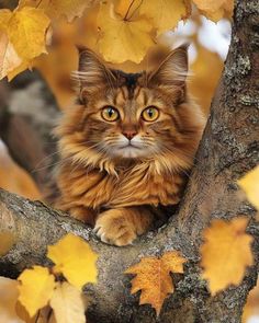 a cat is sitting in the branches of a tree