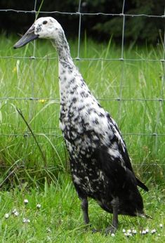 a black and white bird standing in the grass behind a wire fence with daisies