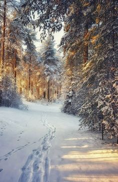 a path in the middle of a snow covered forest