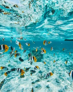 many fish swimming in the ocean with water bubbles and sunlight shining on them's surface