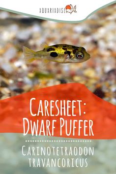 Dwarf puffer fish (Carinotetraodon travancoricus) are tiny but full of personality. Our Dwarf Puffer care sheet will let you know their ideal tank mates, what to feed them, and other important aquarium considerations to keep in mind. Puffer Fish, Reef Tank, Freshwater Aquarium, Freshwater Fish