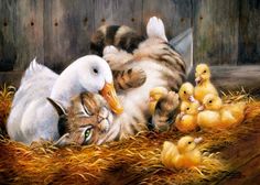 a cat laying on top of a pile of baby ducks next to a duckling