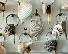 several seashells are hanging on the wall