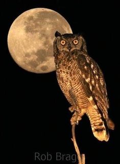 an owl is perched on a branch with the moon in the backgroup