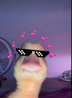 an image of a duck with sunglasses on it's face and hearts coming out of its eyes